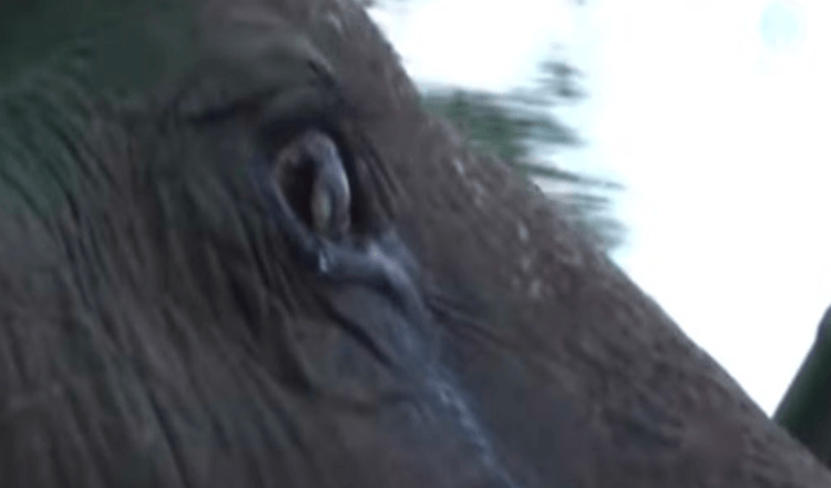 Read more about the article As she is being rescued from captivity, a 73-year-old elephant sheds tears.