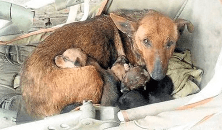 You are currently viewing Woman Hears Crying And Discovers Newborn Baby Tucked Between Stray Dog Puppies