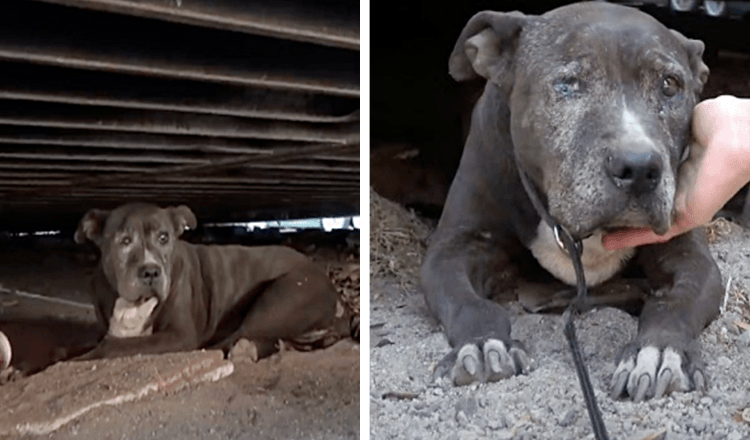 You are currently viewing After her owner abandoned her, she spent 9 years alone in a junkyard.