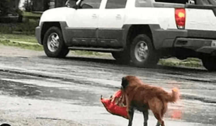 You are currently viewing “The Homeless Dog Carried A Bundle In His Teeth”: He Saved A Little Human Life On That Day