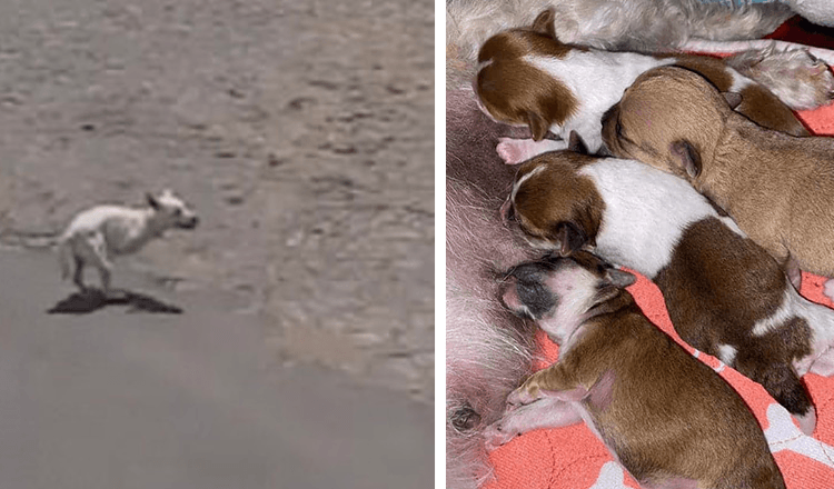 Read more about the article Dog begged for aid by the shore, hoping that someone would come to her rescue with her newborn puppies.