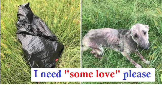 You are currently viewing Woman’s Dog Cries In Distress After Finding Sick Dog By Trash Bag
