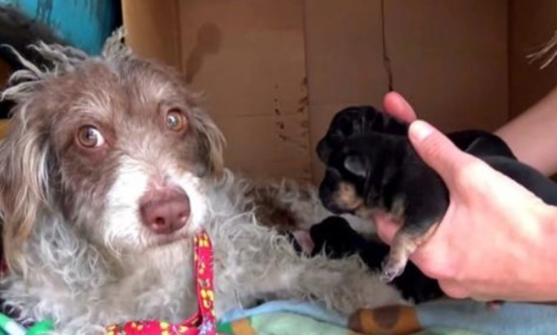 Read more about the article DOG IS AFRAID SHE’S STEALING HER PUPPIES, SO SHE LETS HER LICK THEM ONE BY ONE