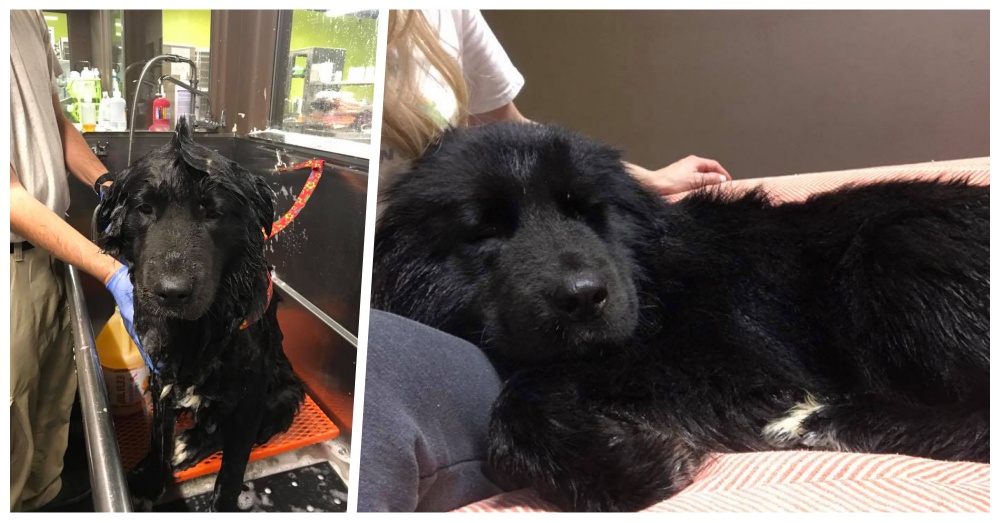 You are currently viewing A   Newfoundland  Rescued  Off  The  Streets Travels 1,000 Miles To Find Happiness