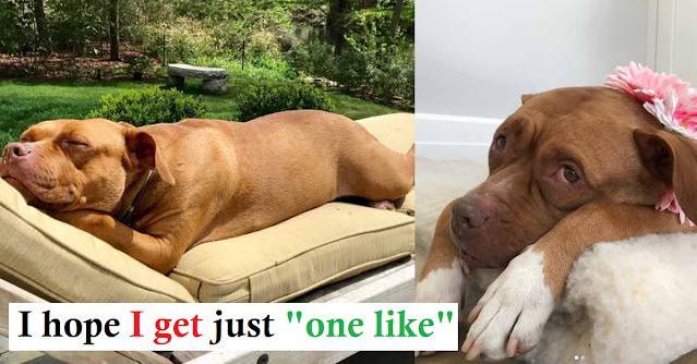 You are currently viewing A Pit Bull Named Lola, Who Had Spend More Than 8 Years In A Garage, Finally Finds Her Happy Place