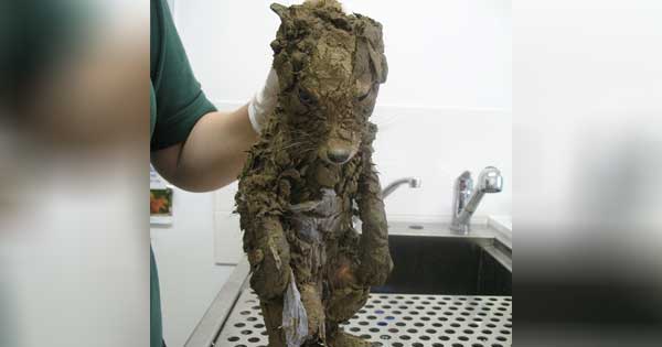 Read more about the article WORKERS FIND MUDDY “PUPPY” STUCK IN HOLE AND CAN’T BELIEVE THEIR EYES WHEN HE IS CLEAN!
