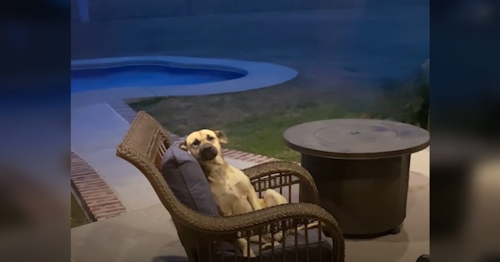 Read more about the article WOMAN WAKES TO FIND AN UNKNOWN DOG ON HER PATIO FURNITURE THAT REFUSES TO LEAVE