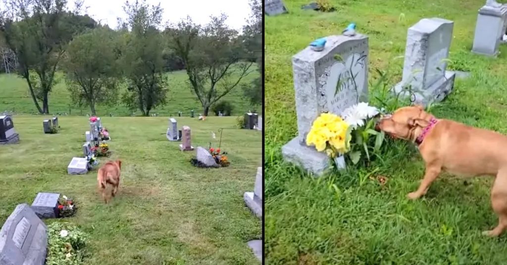 You are currently viewing EMOTIONAL PUPPY KNOWS EXACTLY WHICH GRAVE IS FOR HIS PASSED AWAY GRANDMA …