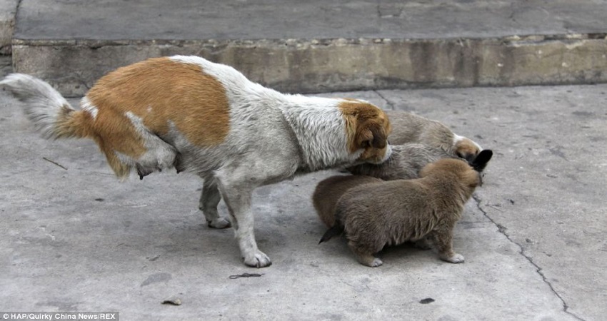 You are currently viewing A TWO-LEGGED STRAY MOTHER PROVIDES CARE FOR HER HOMELESS FAMILY