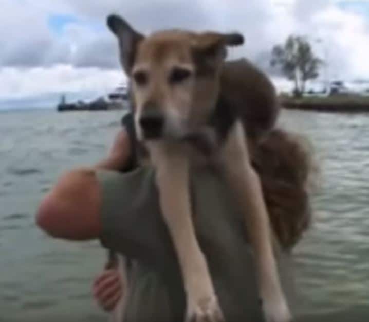 Read more about the article MAN FLOATS WITH 19 YEAR OLD ELDERLY DOG EVERY DAY TO EASE HIS PAIN