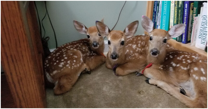 Read more about the article WOMAN PROVIDES SHELTER FOR DEER DURING STORM BY LEAVING HER BACK DOOR OPEN