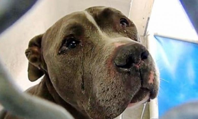 You are currently viewing TEARS FLOW FROM HIS EYES AS HE CAN’T UNDERSTAND WHY FAMILY LEFT HIM IN SHELTER : VIDEO