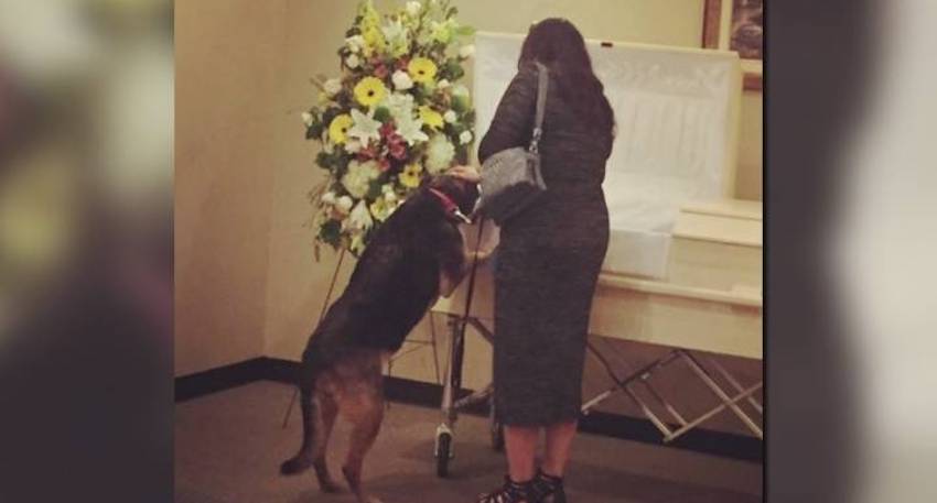 Read more about the article FAMILY DOG BREAKS INTERNET HEARTS WHILE TAKING FINAL LOOK INTO OWNER’S CASKET