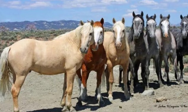 Read more about the article COWBOY DEDICATES 11,000 ACRES TO A WILD MUSTANG HORSE SANCTUARY