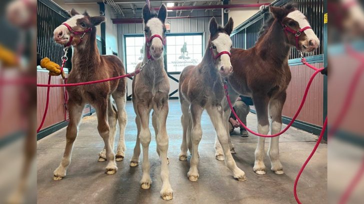You are currently viewing FOUR NEW BUDWEISER CLYDESDALES BORN AT WARM SPRINGS RANCH