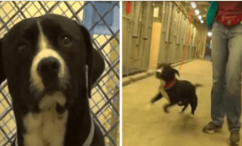 You are currently viewing DEATH ROW DOG REALIZES HE’S BEEN ADOPTED AND LITERALLY JUMPS FOR JOY !