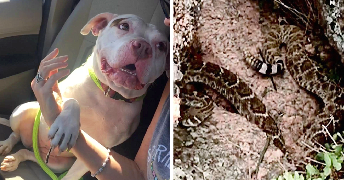 You are currently viewing TOUCHING LOVE BOND! ！HERO PIT BULL SAVES FOSTER MOM FROM RATTLESNAKE