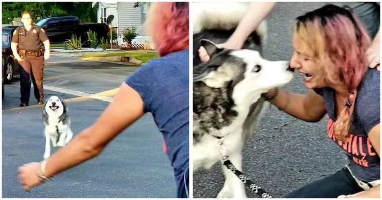 Read more about the article WOMAN IN TEARS, REUNITED WITH STOLEN HUSKY AFTER 2 YEARS
