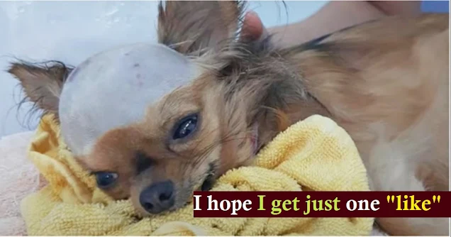 Read more about the article Shattered Dog Struck In Head Wants To Live Despite His Body Shutting Down
