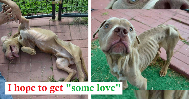 Read more about the article Skinny Dog Left in Cage Now Has a Completely Different Appearance