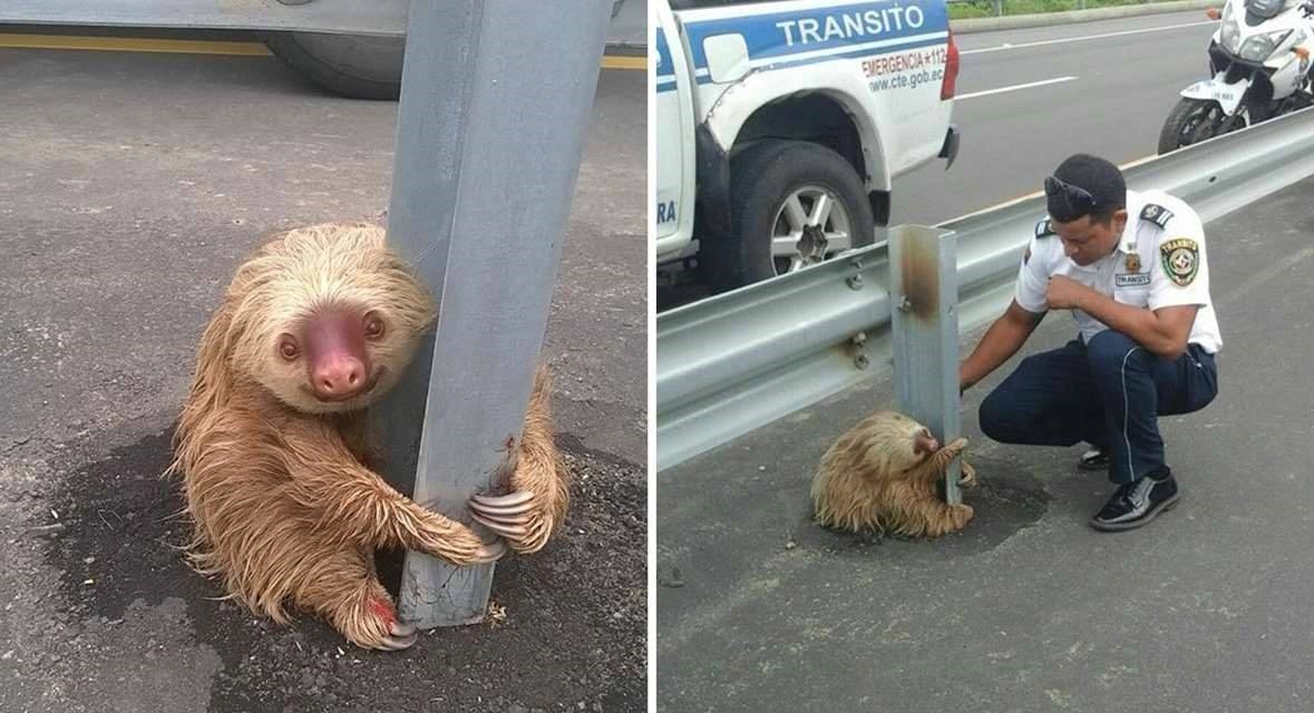 You are currently viewing POLICE COME TO RESCUE CUTE SLOTH TRAPPED ON THE HIGHWAY!