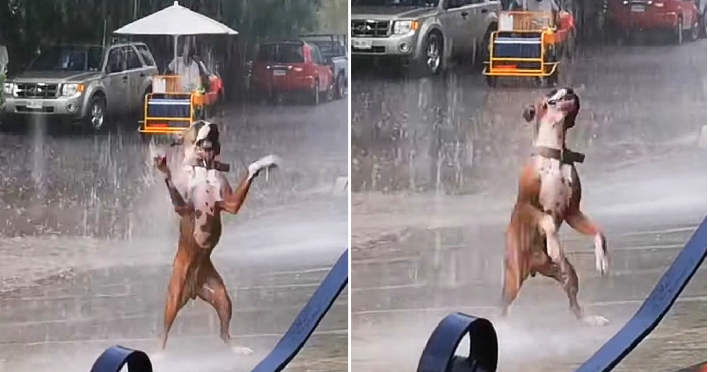 You are currently viewing THE VIDEO OF THE DOG DANCING IN THE RAIN MADE VIEWERS EXTREMELY EXCITED