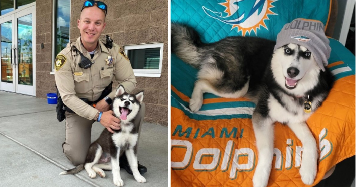 Read more about the article HUSKY RESCUED FROM 113-DEGREE CAR NOW LIVING HER BEST LIFE WITH NEW FAMILY