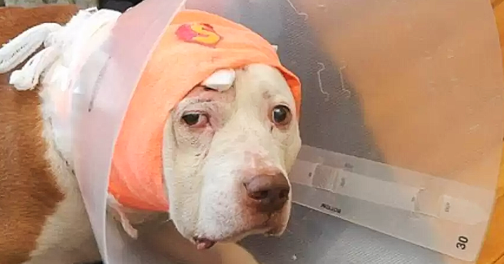 You are currently viewing THE DEAF DOG WHO TOOK A BULLET TO PROTECT HIS OWNER AND ENDED UP HOMELESS, HAS A SECOND CHANCE