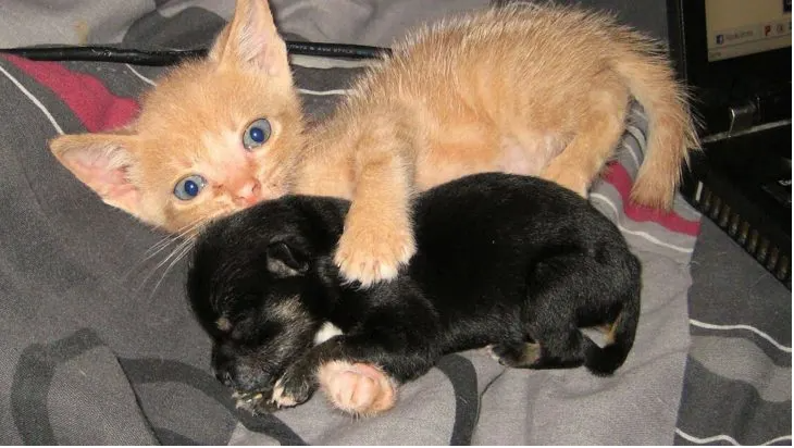 You are currently viewing RESCUE KITTEN ADOPTS ORPHANED PUPPY AND THE DUO IS NOW INSEPARABLE