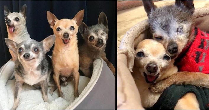 Read more about the article THEY WERE PUT ON KILL-LIST AFTER NOBODY WANTED THEM, THE 4 ELDERLY AND TOOTHLESS CHIHUAHUAS FINALLY ARE ADOPTED ALL TOGETHER
