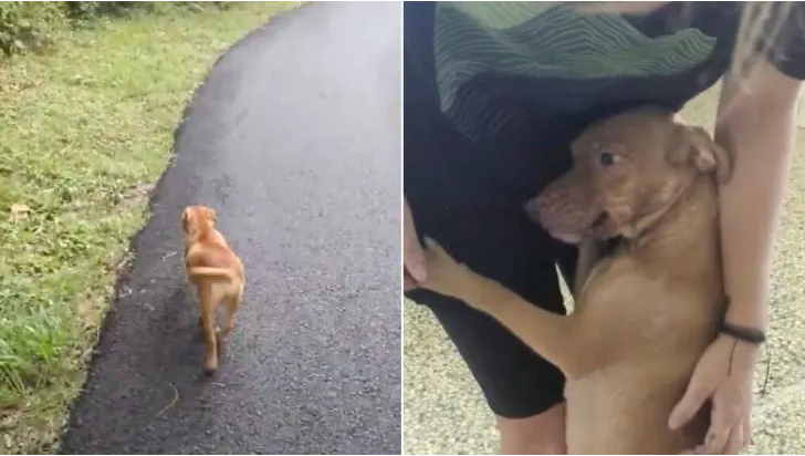 You are currently viewing STRAY MOMMA DOG RUNS UP TO WOMAN ON THE FOREST ROAD AND BEGS FOR HELP