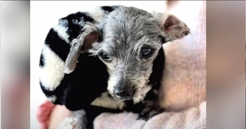 You are currently viewing 14-YEAR-OLD DOG WAS LEFT OUTSIDE OF THE SHELTER WITH HER TOY LOOKS UP AND ASKS TO BE RESCUED