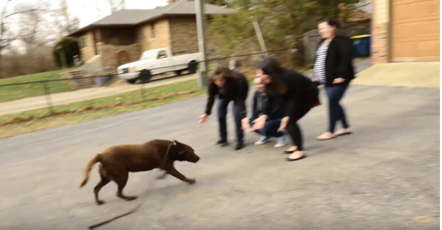 You are currently viewing CHOCOLATE LABRADOR WHO’D BEEN MISSING FOR 5 YEARS SEES HIS FAMILY AGAIN