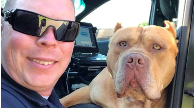 Read more about the article OFFICER RESPONDS TO CALL ABOUT ‘VICIOUS’ PIT BULL, BUT FINDS A SWEET NEW FRIEND INSTEAD