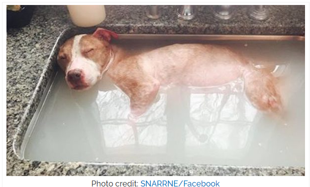 You are currently viewing HORRIBLY ABUSED DOG DESERVES EVERY SECOND OF HIS HEALING BATH