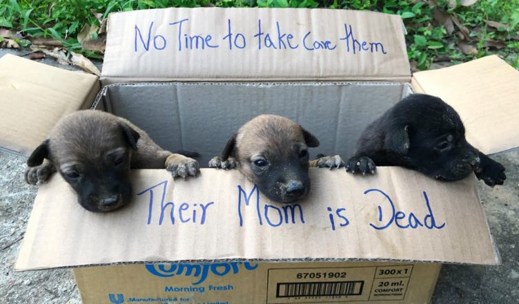 You are currently viewing VIDEO. A KIND-HEARTED BOY SAVED THE THREE PUPPIES LEFT OUTDOORS IN THE BOX