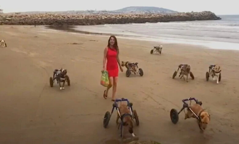 You are currently viewing Woman Makes Dreams Come True For 18 Disabled Dogs As They Experience The Beach For The First Time
