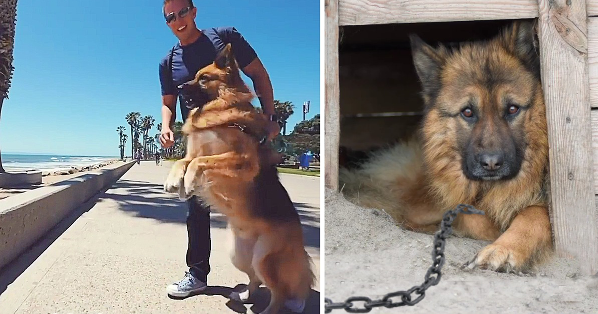 Read more about the article A Dog Sees the Ocean for the First Time After Years of Chaining