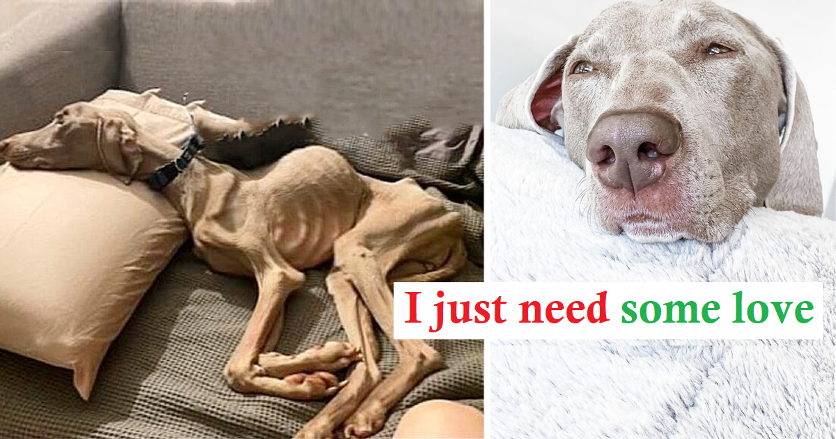 You are currently viewing From  An Emaciated Puppy Who “Bone Wanted  Pierce Skin”  To The World’s Most Beautiful Dog!