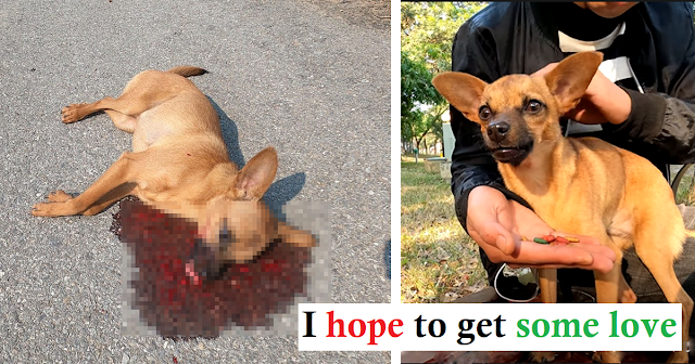 Read more about the article Save the dog that was involved in a traffic accident. God’s Sign Preserved The Dog