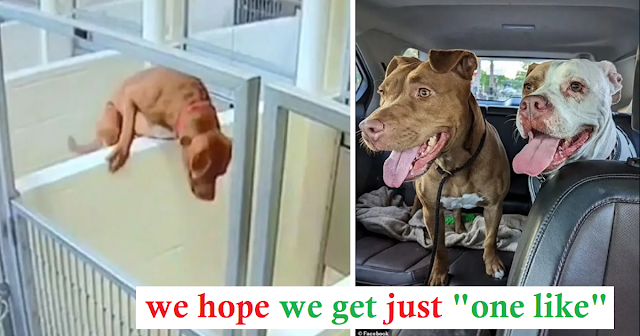 You are currently viewing Sweet Pittie Girl Is Captured on Camera Leaping Over Kennel Wall To Hang Out With Her Friend