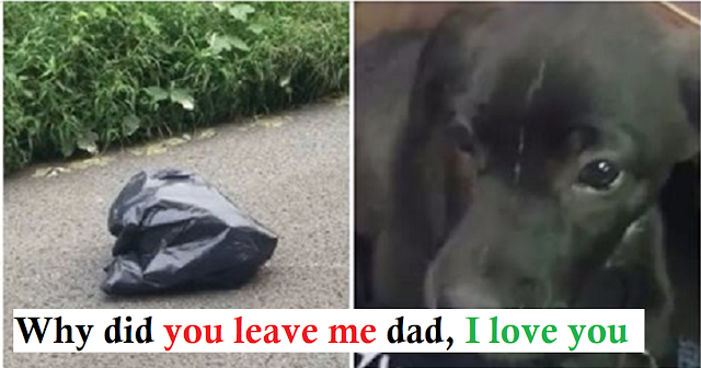 You are currently viewing When a woman stops to look inside a moving trash bag, she finds an abandoned puppy. 