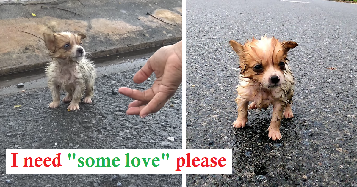 You are currently viewing A small dog, abandoned in the rain and suffering in the chill, curled up in a protective shell, but no one rescued it. 