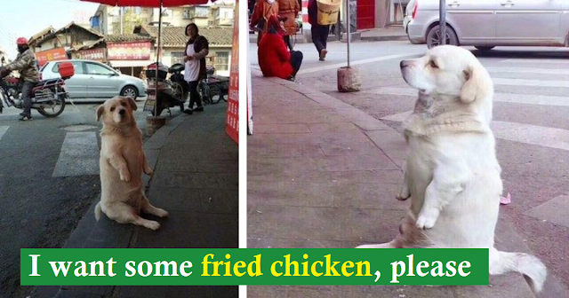 You are currently viewing Hearts soften when they see a short-legged dog patiently waiting for complimentary fried chicken from a stand. 