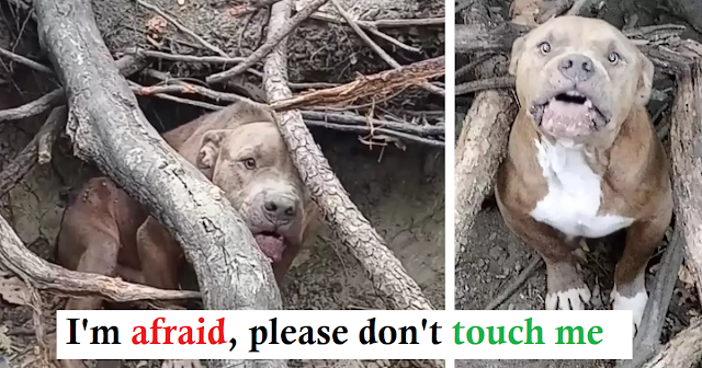 You are currently viewing A terrified dog left stranded in the woods, refusing to be saved until it realized help was on the way ‎ 