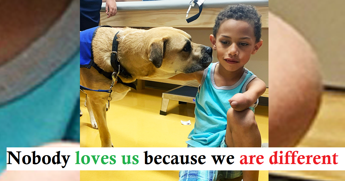 You are currently viewing As a therapy dog, a three-legged dog that has endured abuse provides physically challenged children with