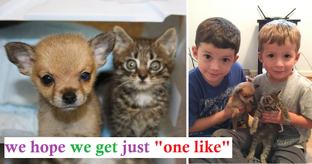 You are currently viewing A Kitten And A Tiny Puppy Arrive At The Shelter On The Same Day About to Cross The Rainbow