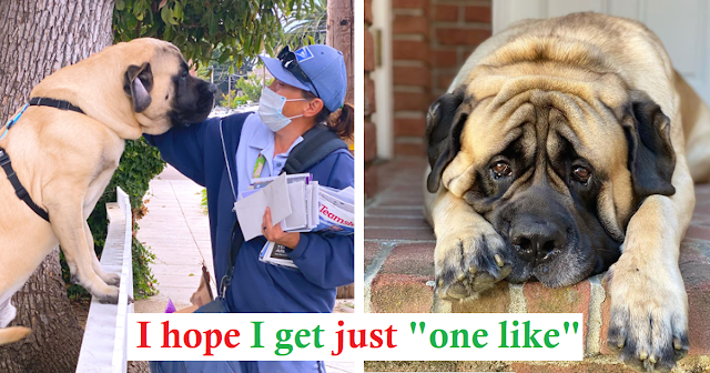 Read more about the article Every day, the 180-pound dog looks forward to hugging his favorite mailwoman. 