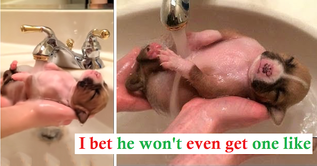 Read more about the article Ten-Day-Old Dog Saved From Trash: Taking a Warm Bath in the Sink