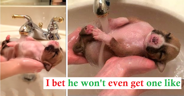 You are currently viewing Ten-Day-Old Dog Saved From Trash: Taking a Warm Bath in the Sink